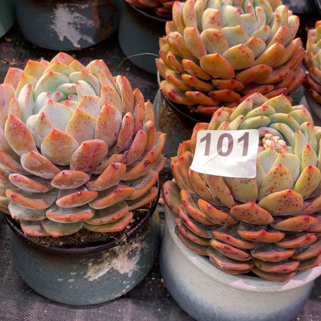 【闪购商品】舞**蝶101