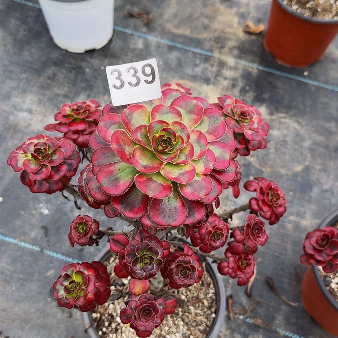 339香奈儿法师植物