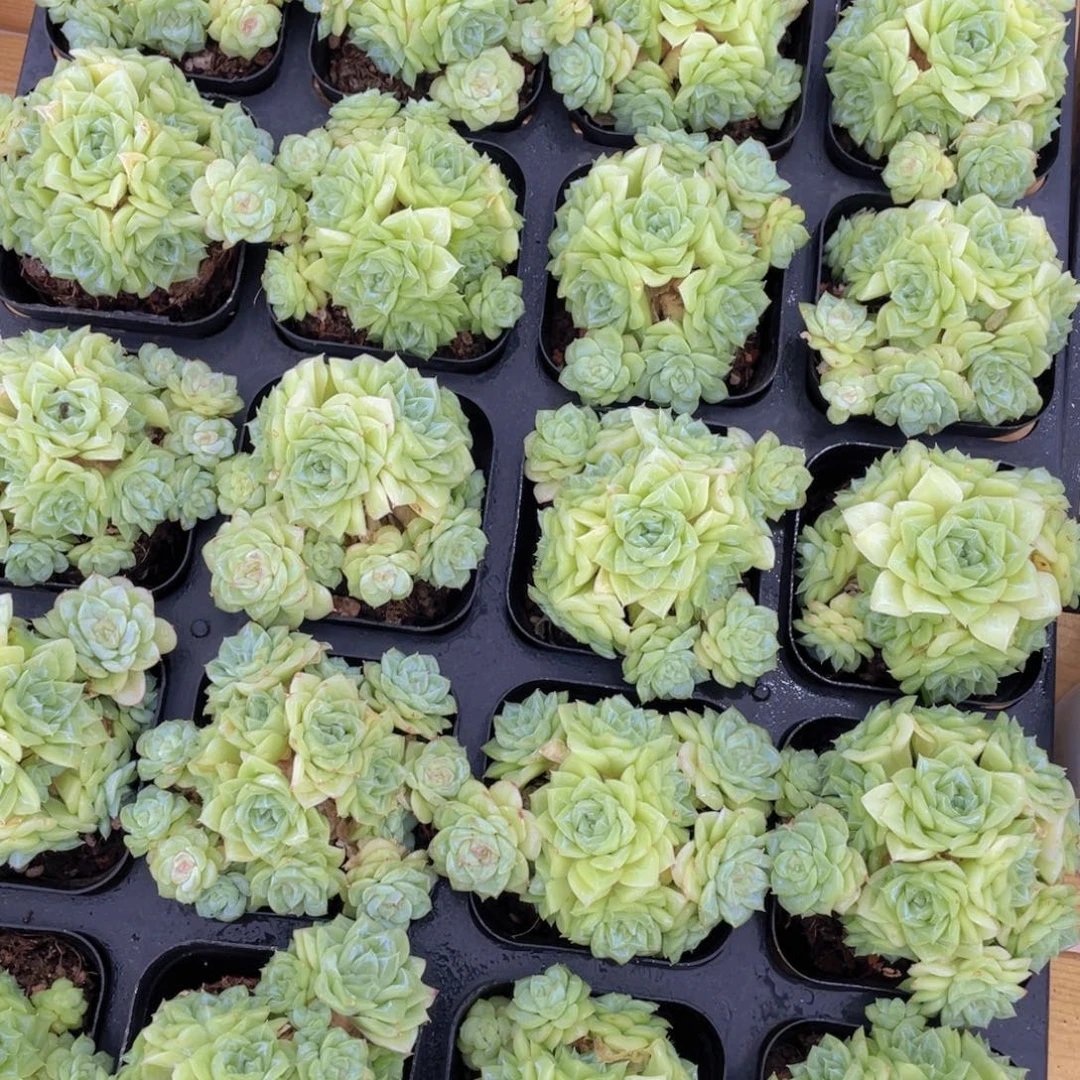 618号 白天鹅麦秆群生一个