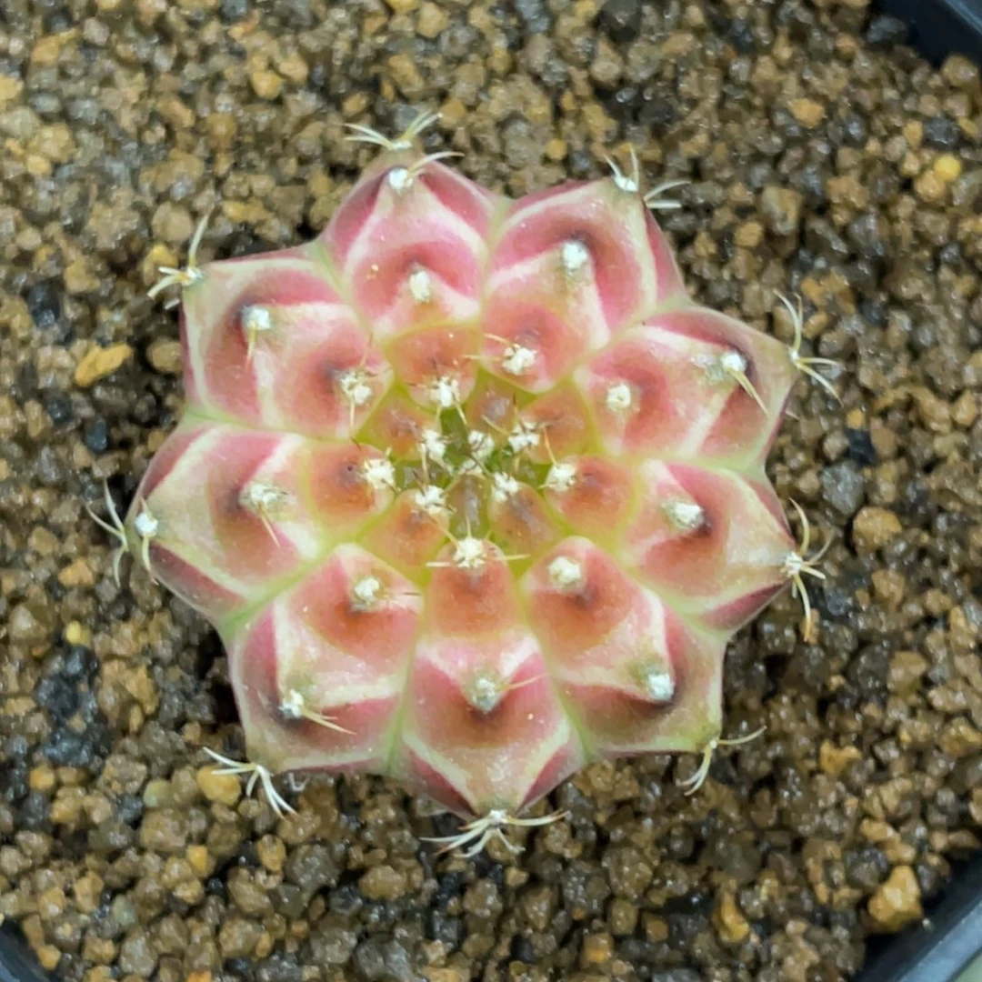 当前无花朵，栽培后可花朵橘粉轮回