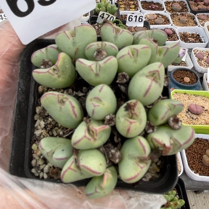 655少将群满18包邮