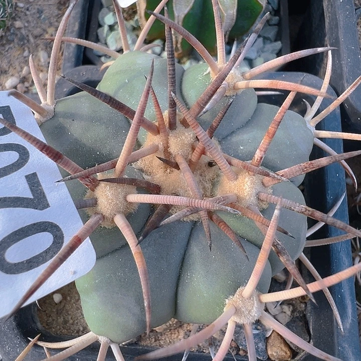 花王。 自根。