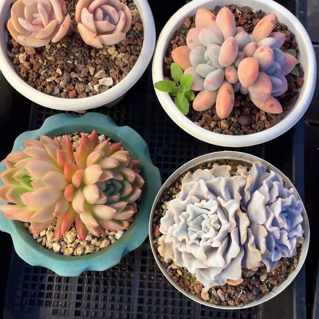 惋*多肉植物一物一拍