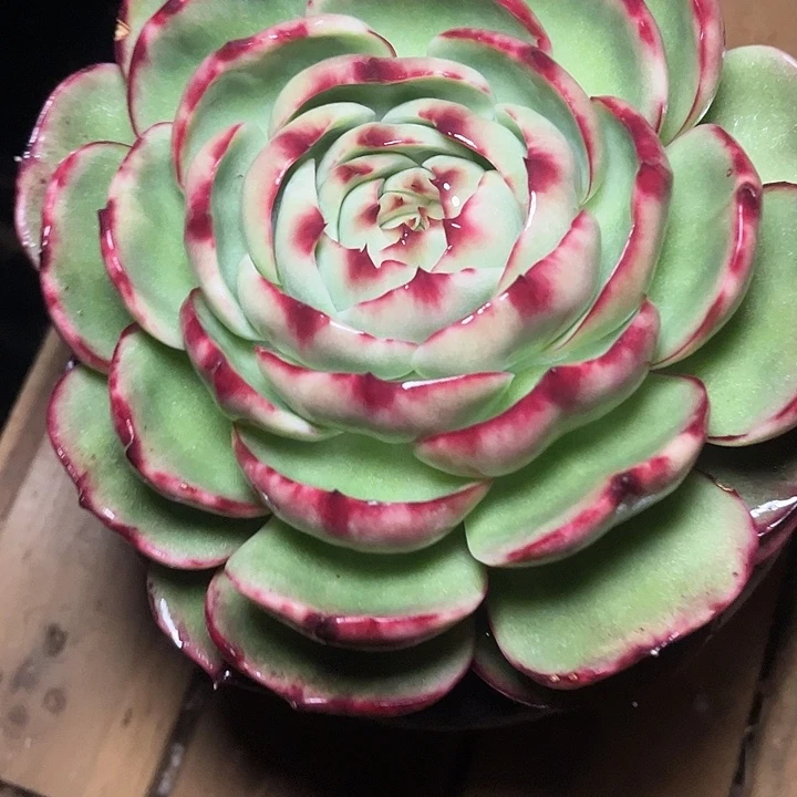 惊鸿仙子多肉植物12801