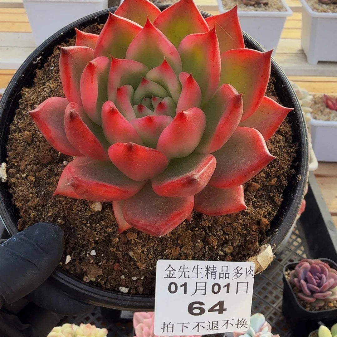 0101-64摩根锦单头