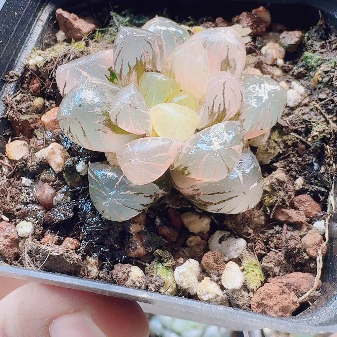 爱***爱无花朵十二卷 孔明灯锦