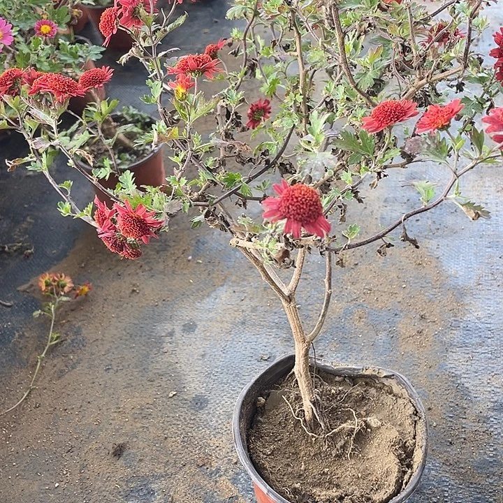 用***845菊花菊花菊花计划经济