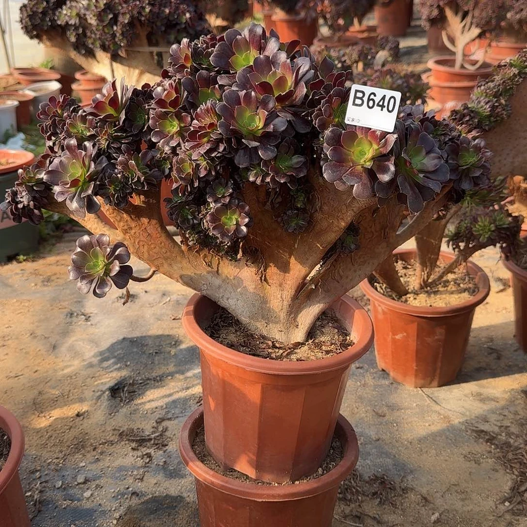 640欧紫朵朵一颗呀呀