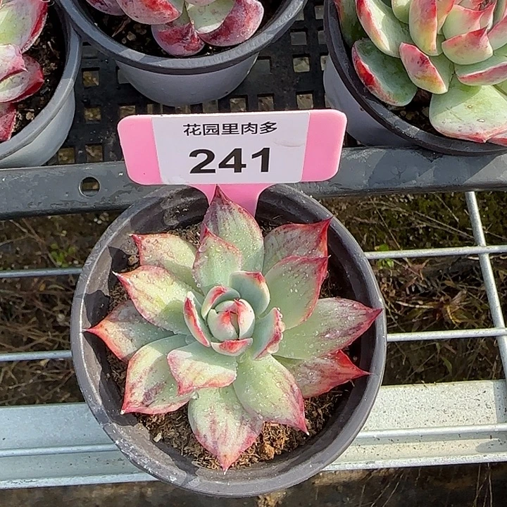 241 惊鸿仙子多肉植物