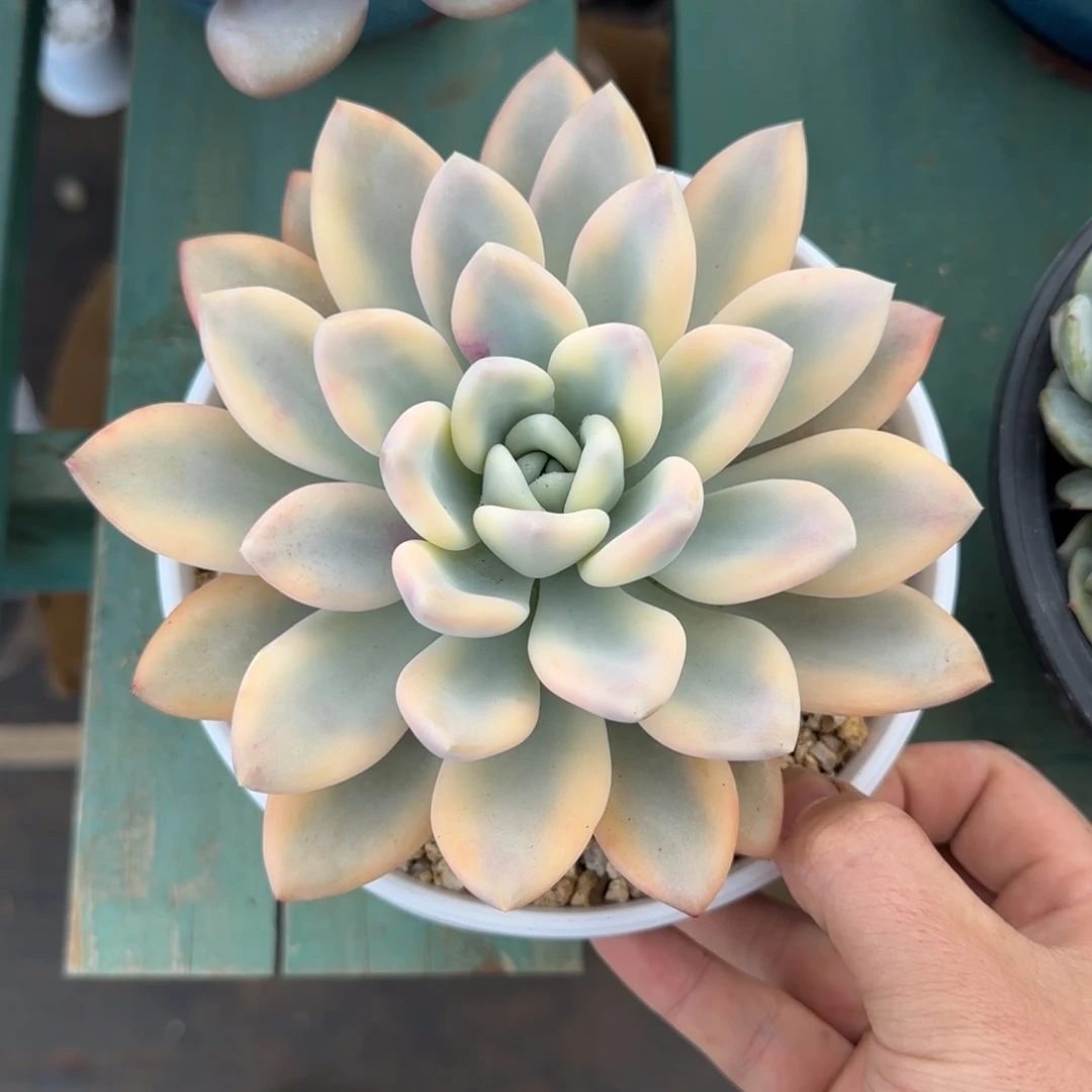 奥普覆轮锦，发货点延迟