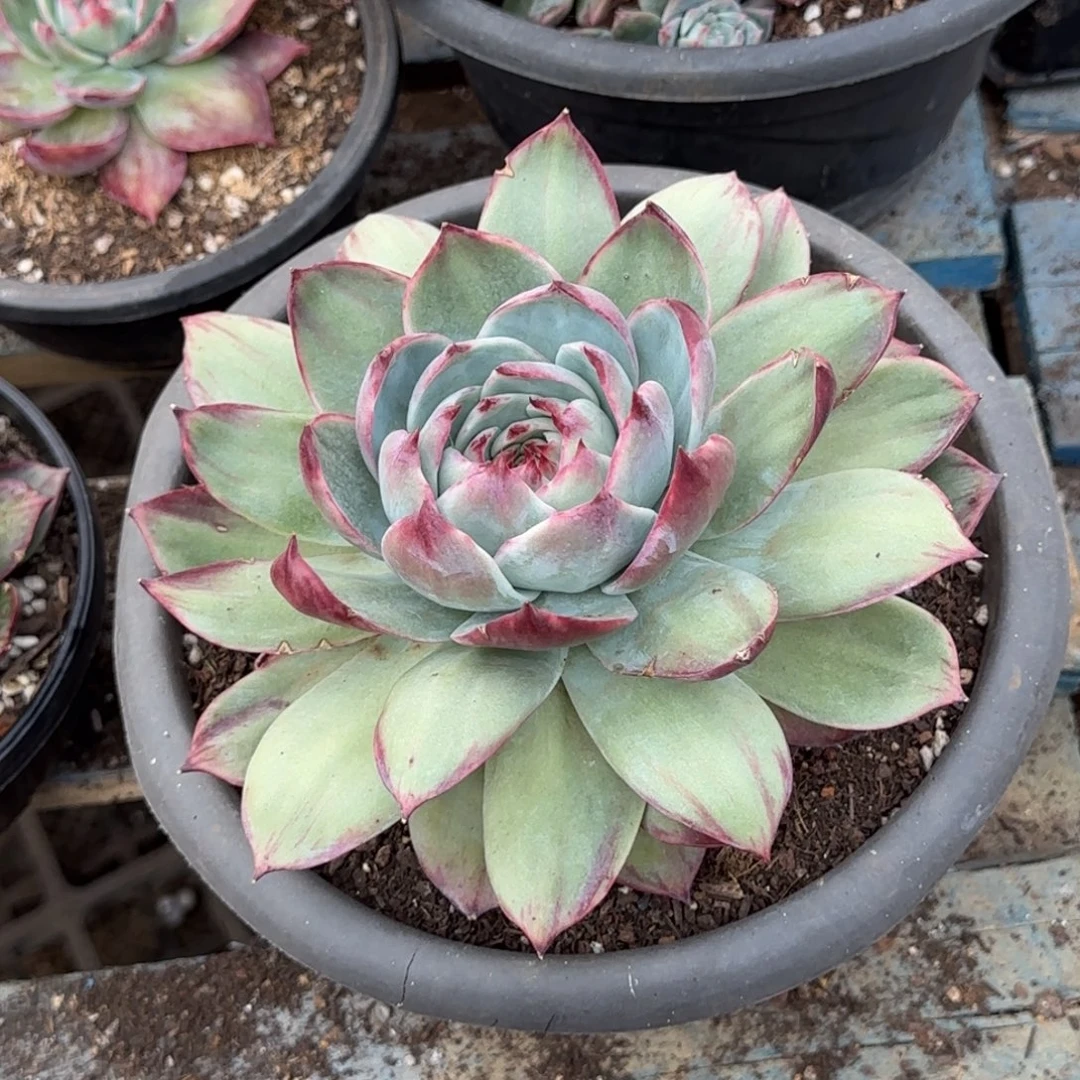 惊鸿一物一拍包装收缩花旱