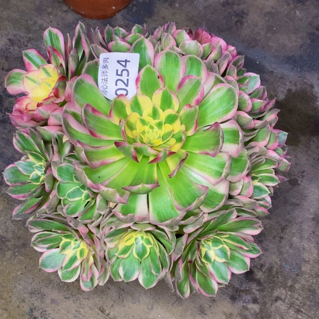 谁***笑0254海王多肉植物