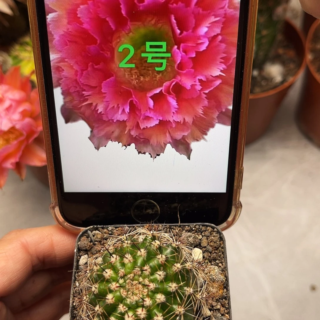 彩草2号羽毛带根3公分左右