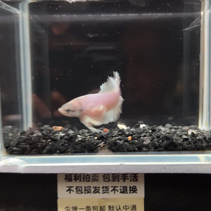 斗鱼竞拍跑单拉黑4日25