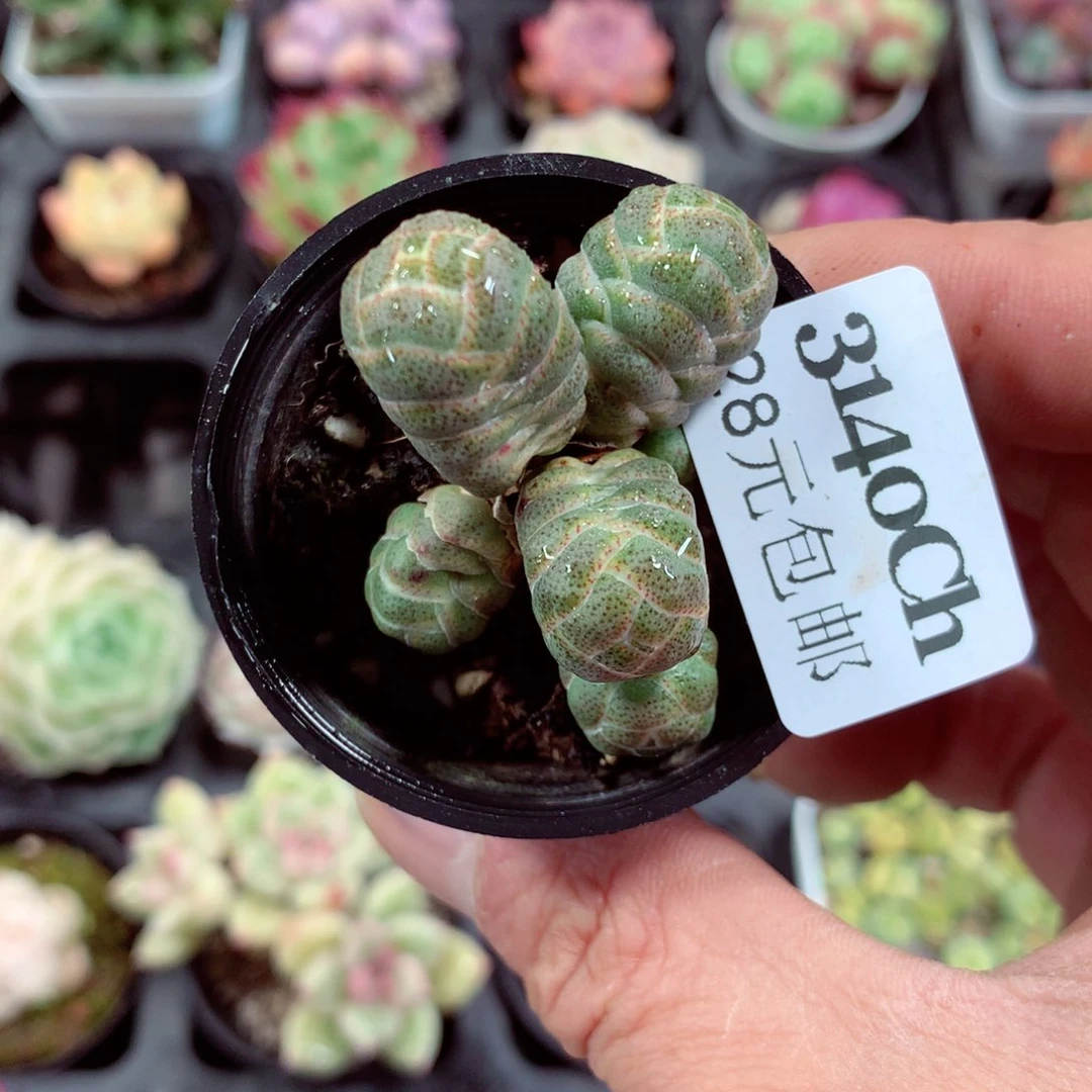 5厘米盆精控多肉3140