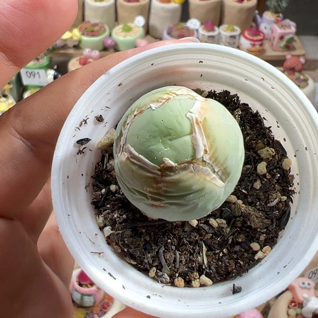 多肉植物131号鸽子蛋