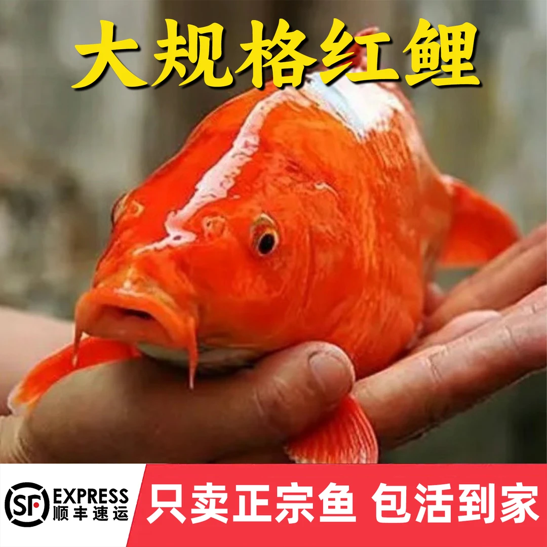 红鲤鱼淡水养殖食用活体鲤鱼大红兴国鲤鱼耐活冷水观赏鱼