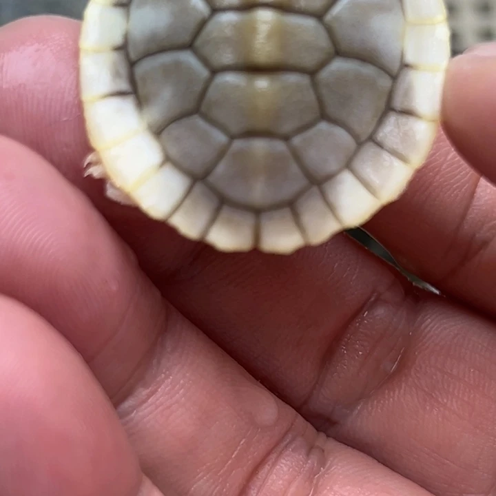 巴西彩龟不分公母