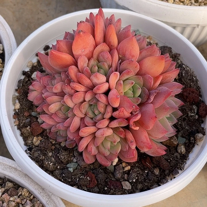 107 多肉不带盆土20包邮发货