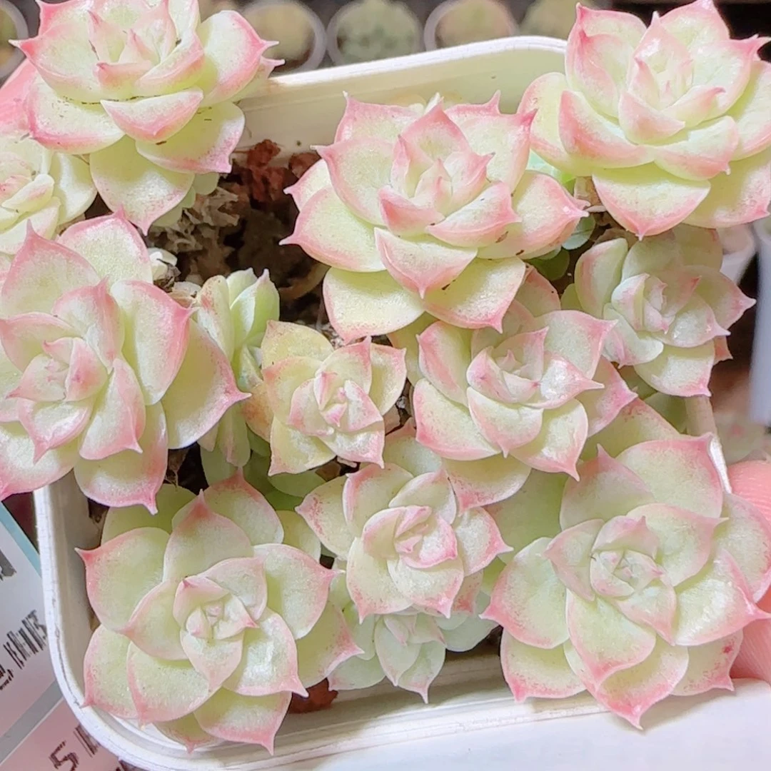 花语逸镜1115-237散