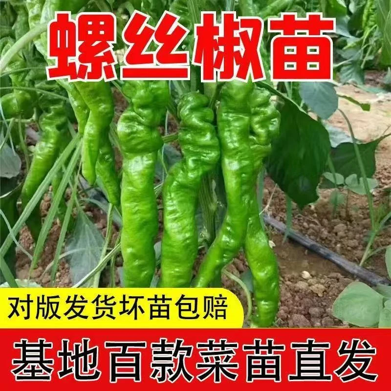 樟树港辣椒苗秧苗四季小米椒螺丝椒新鲜正宗高产室内阳台种植蔬菜