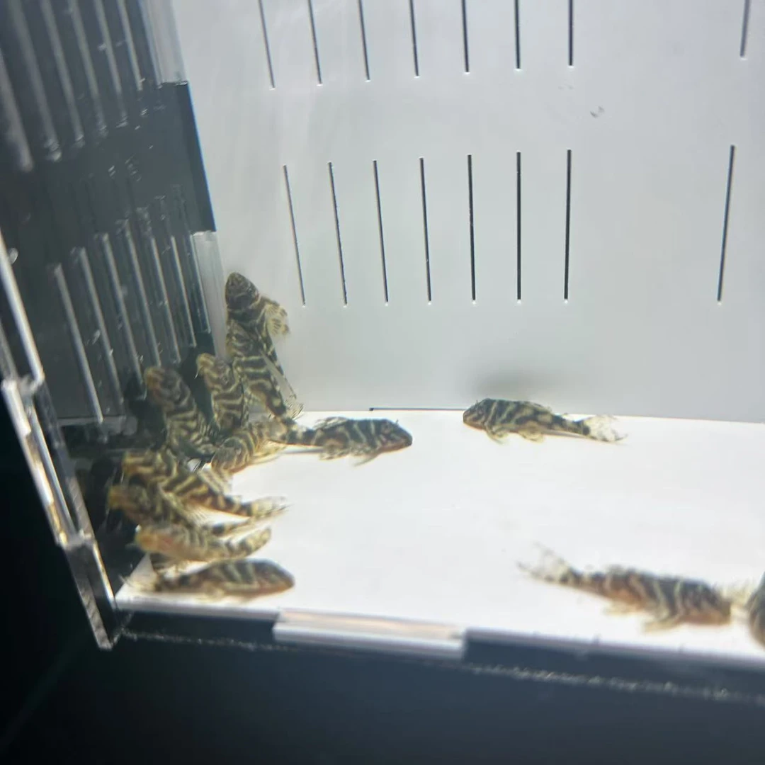 异型刀锋胡子L333黄金胡子