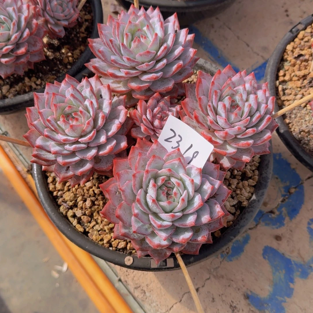 2319粉蓝鸟多肉植物人的