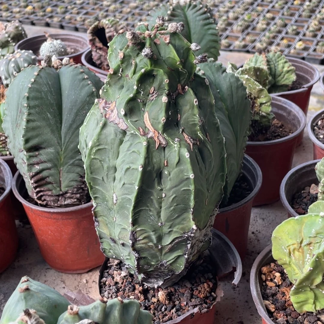 全部花朵老桩  核桃鸾 仙人球