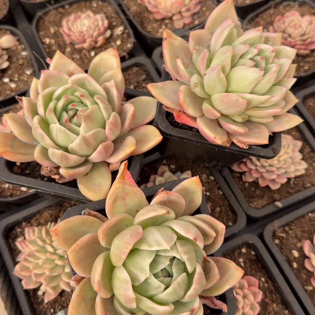 粉香槟一颗的价格的锦