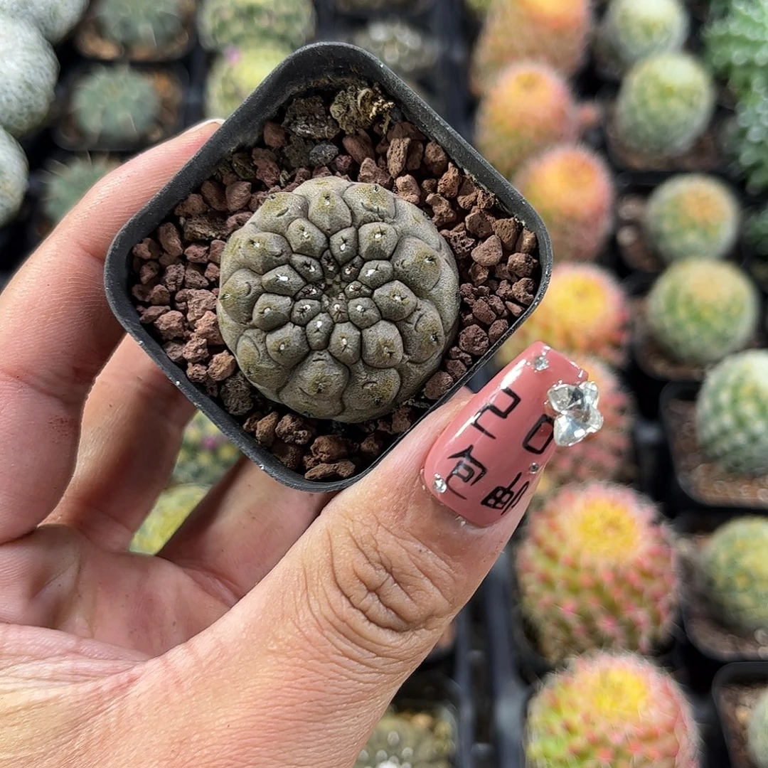 蜥蜴皮单头发货单头