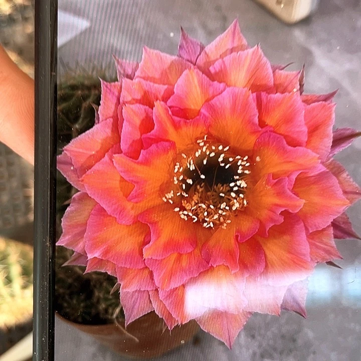 7535自根4公分以上