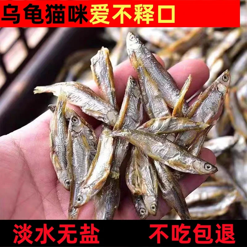 淡水新鲜无盐小鱼干晾晒小鱼干乌龟饲料淡水鱼草龟幼龟巴西龟食物