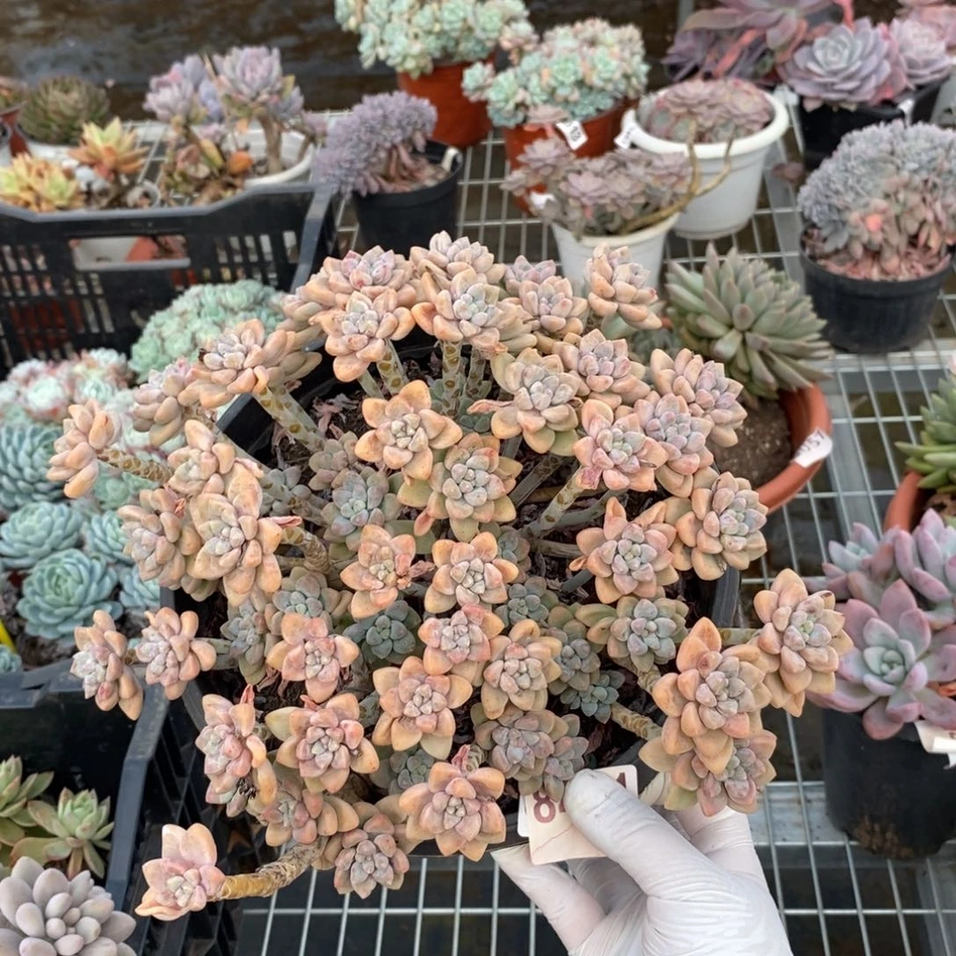 8411奶酪蛋糕一物一拍