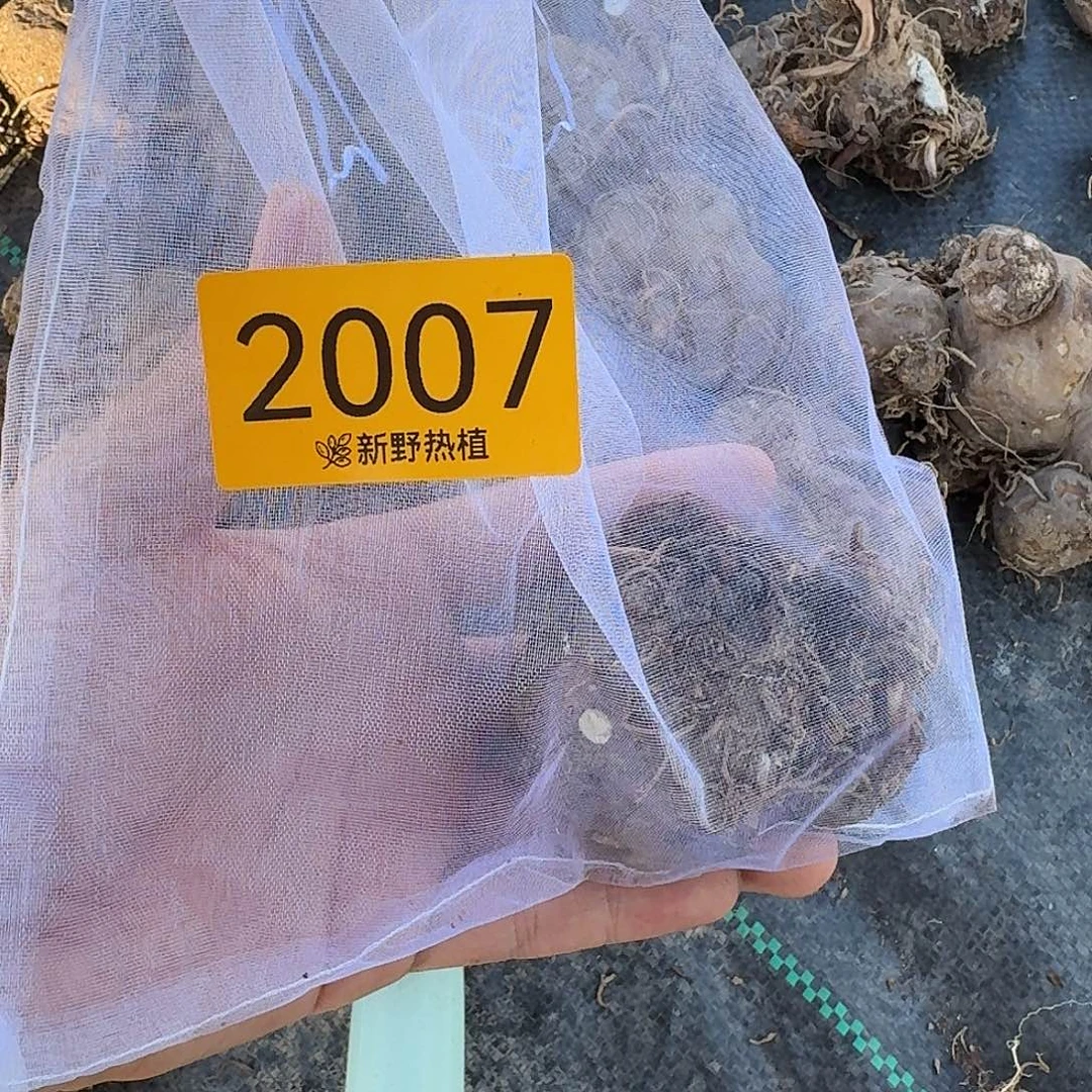 完全开放2007苹果花裸球不售后