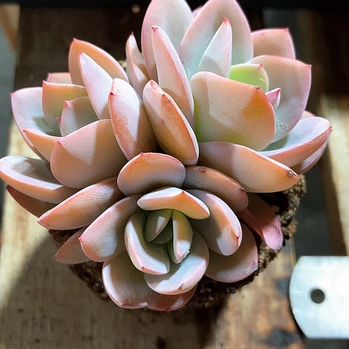 多肉植物布鲁兰975