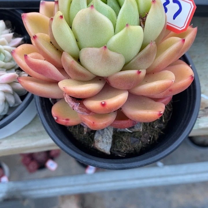 红*?一物一拍杂多肉37