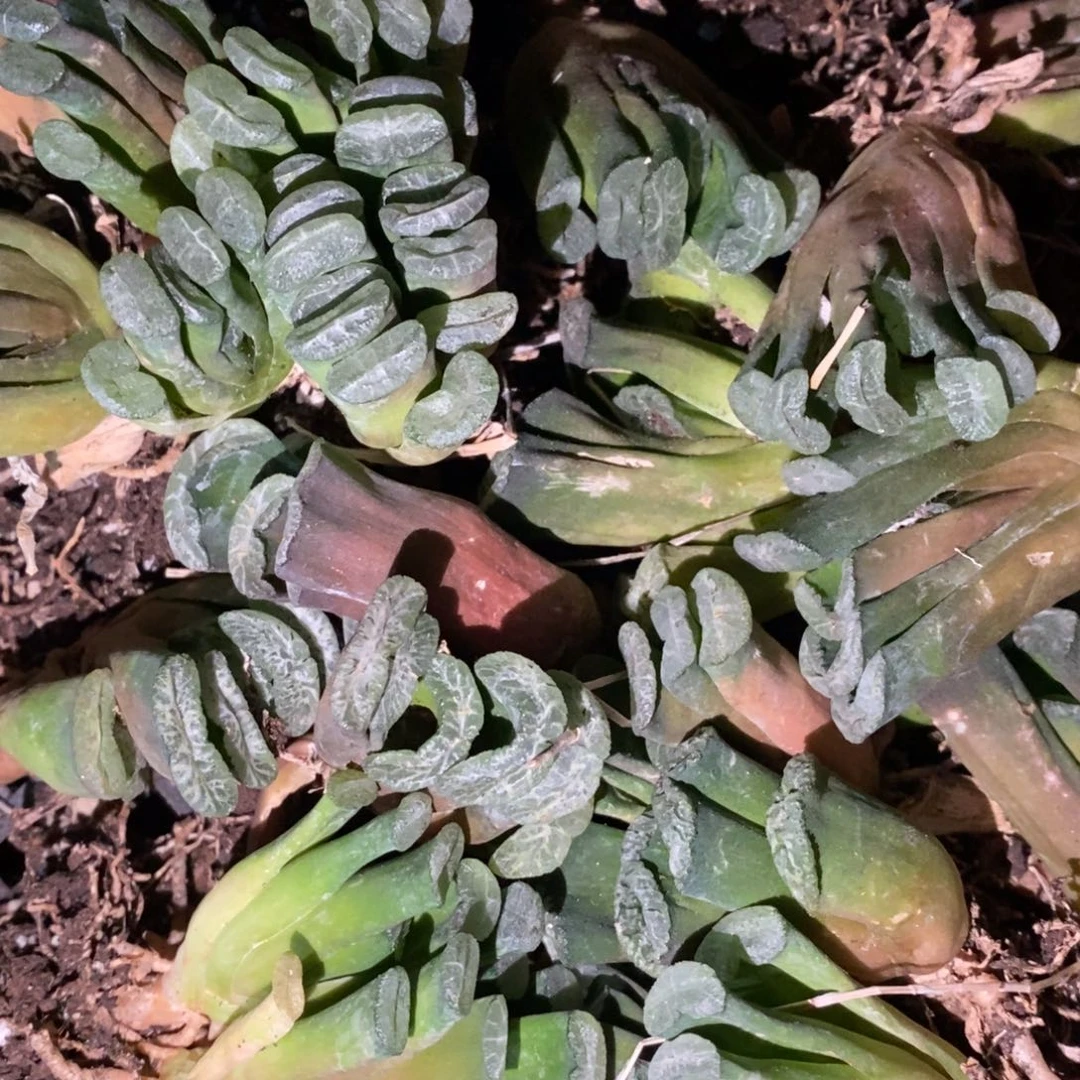 2705 一颗实生玉扇 元旦福利