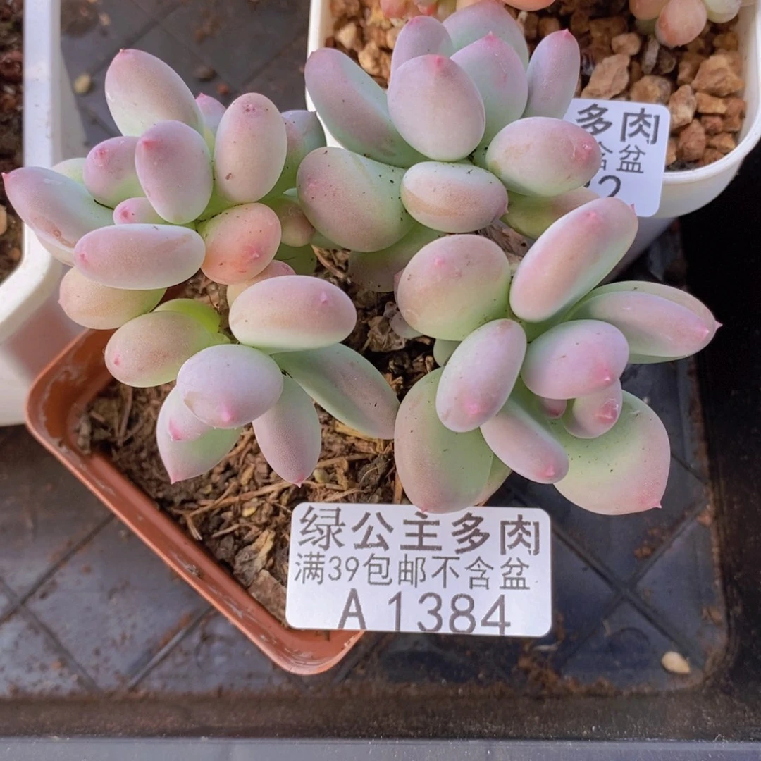 苹果奶7cm1384多肉植物