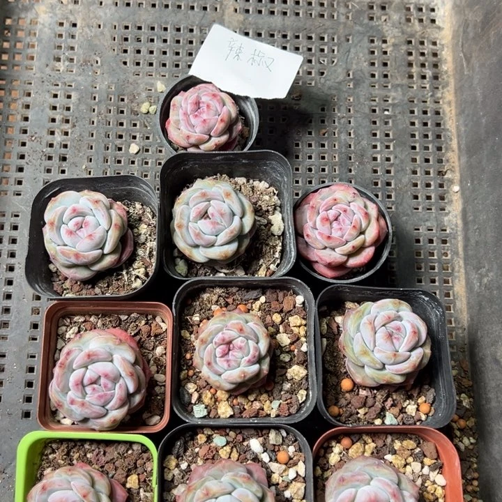 小辣椒一物一拍专拍