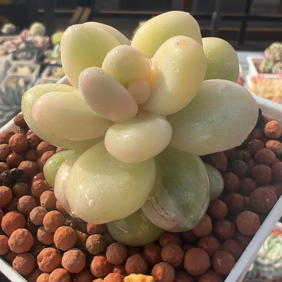 奶酪锦，覆轮锦高瓷白基因