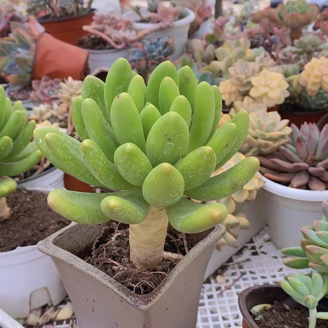 金蝉大单头老桩多肉