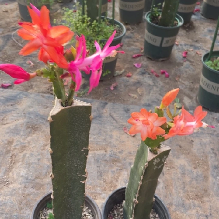 嫁接蟹爪兰：两棵