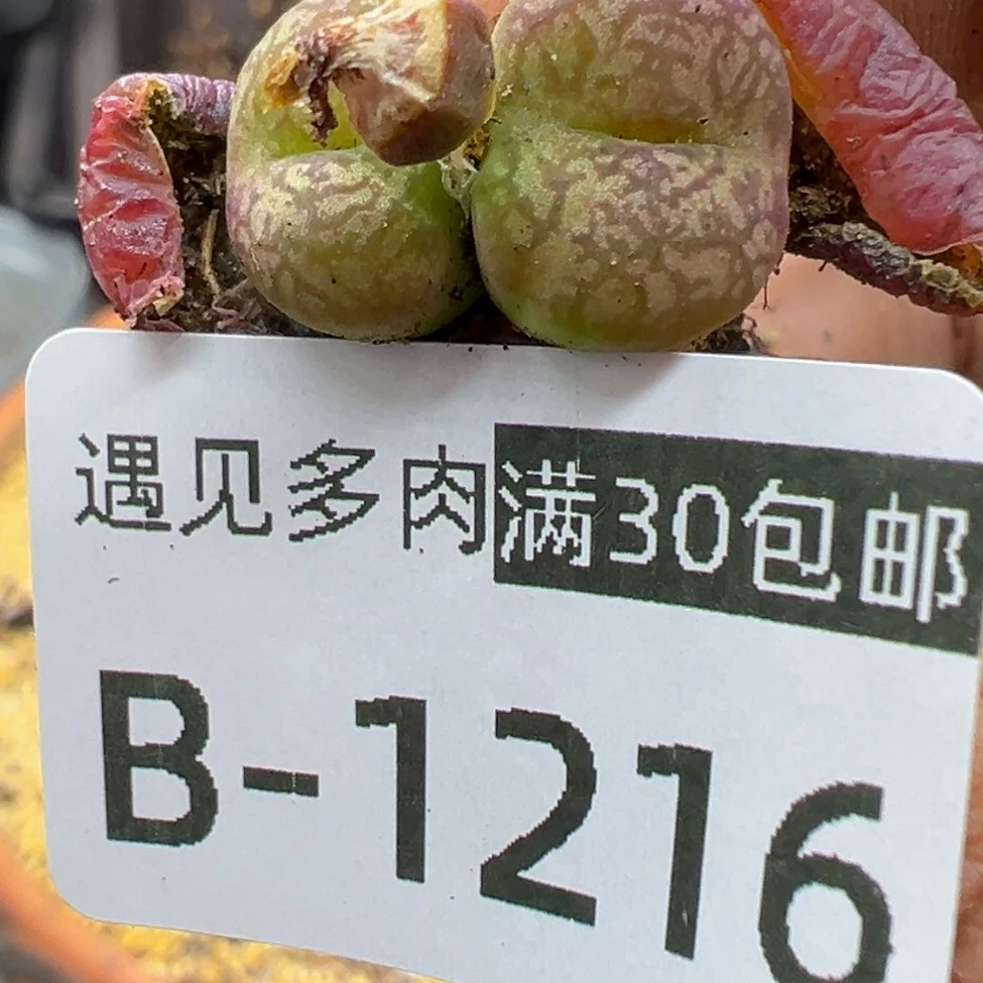 多肉植物111111111111111111