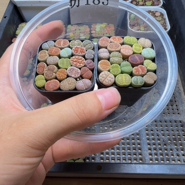 可***果多肉植物的生长发育183