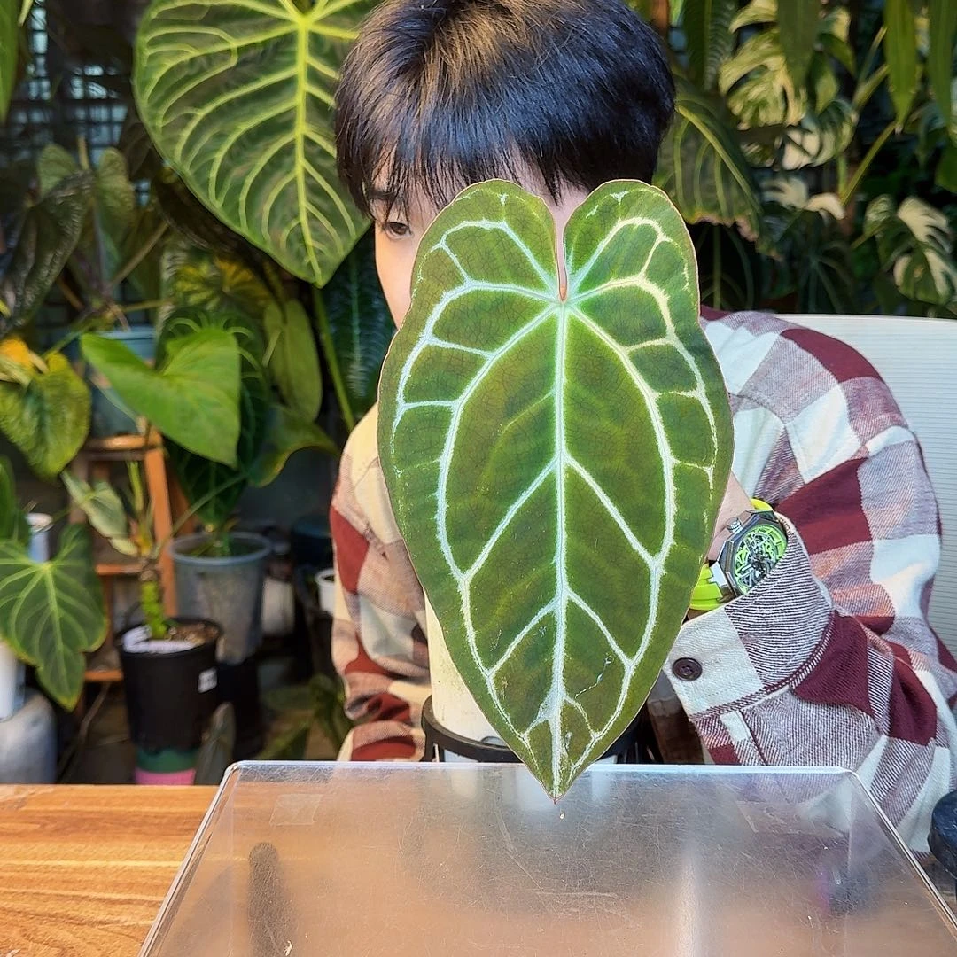 完全开放S169南美哥伦比亚