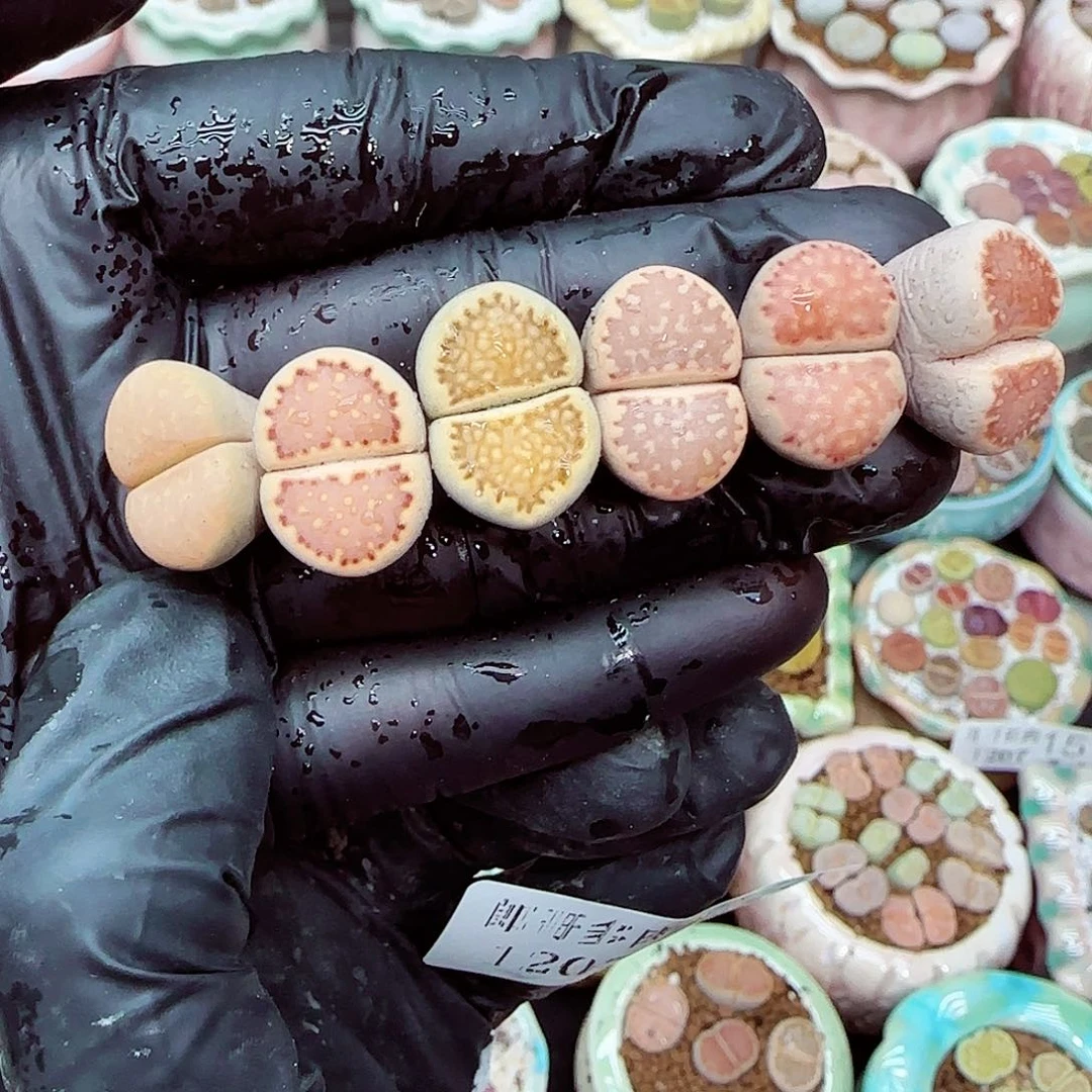 生石花满18包邮1207-172