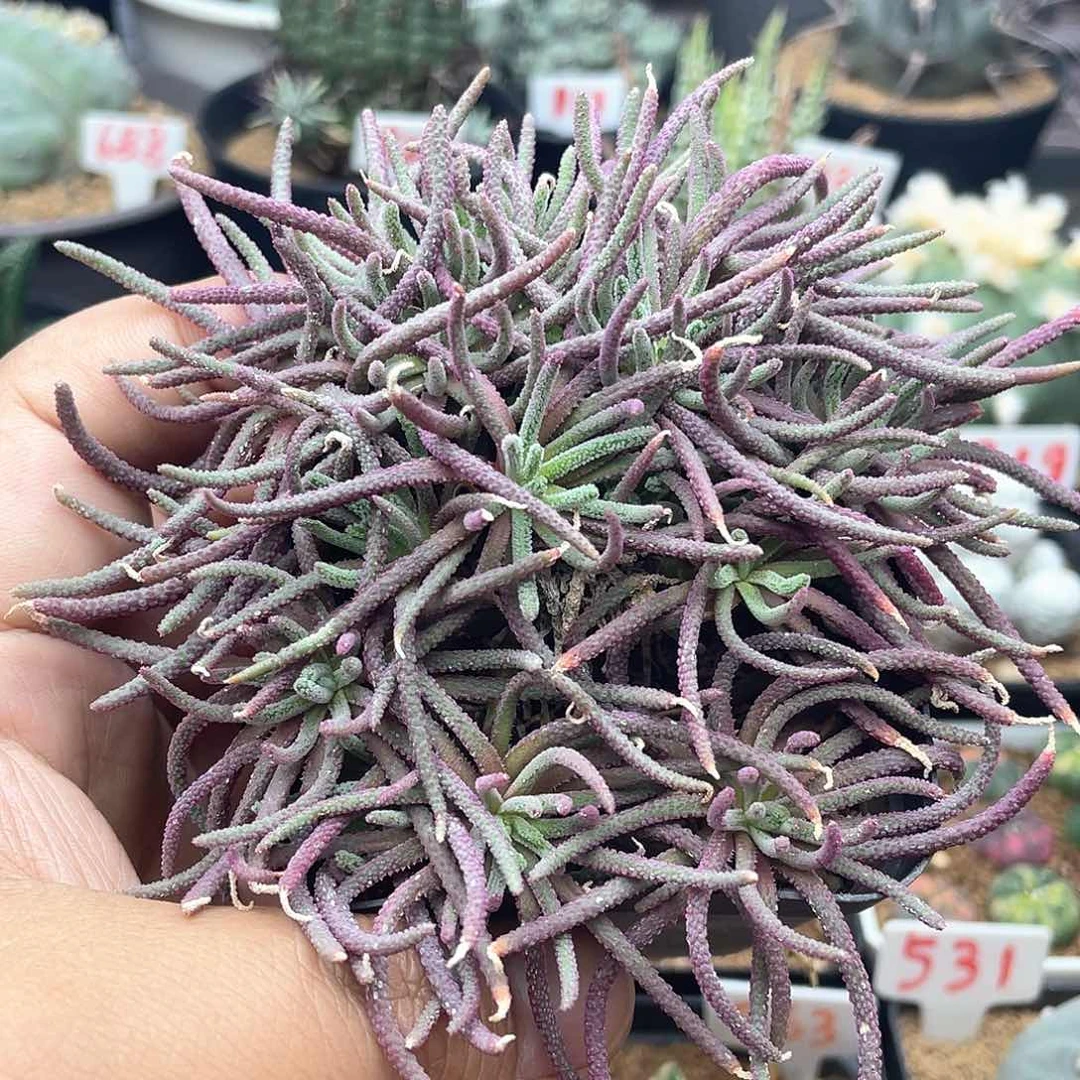 天赐块根 致远多肉