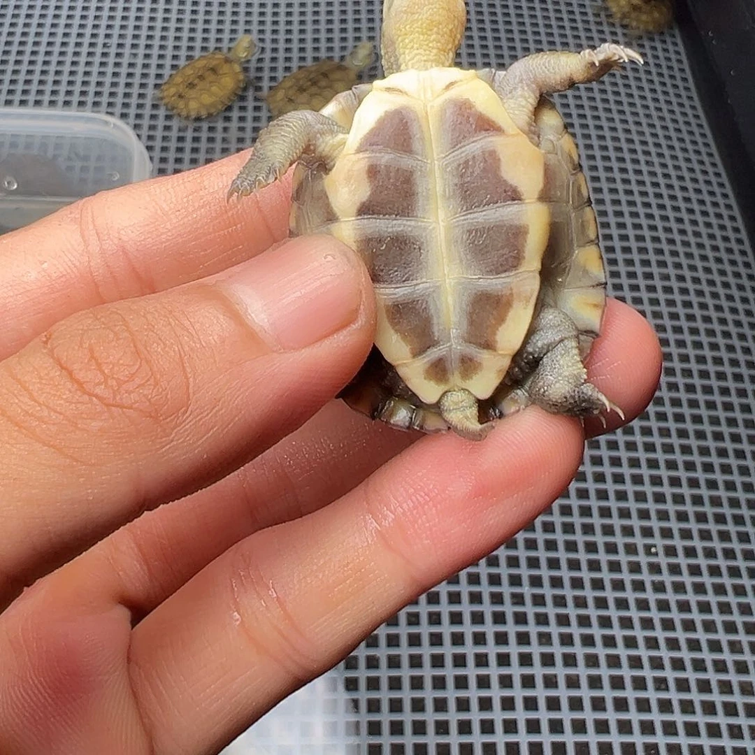 母绿毛龟?****了4号 30