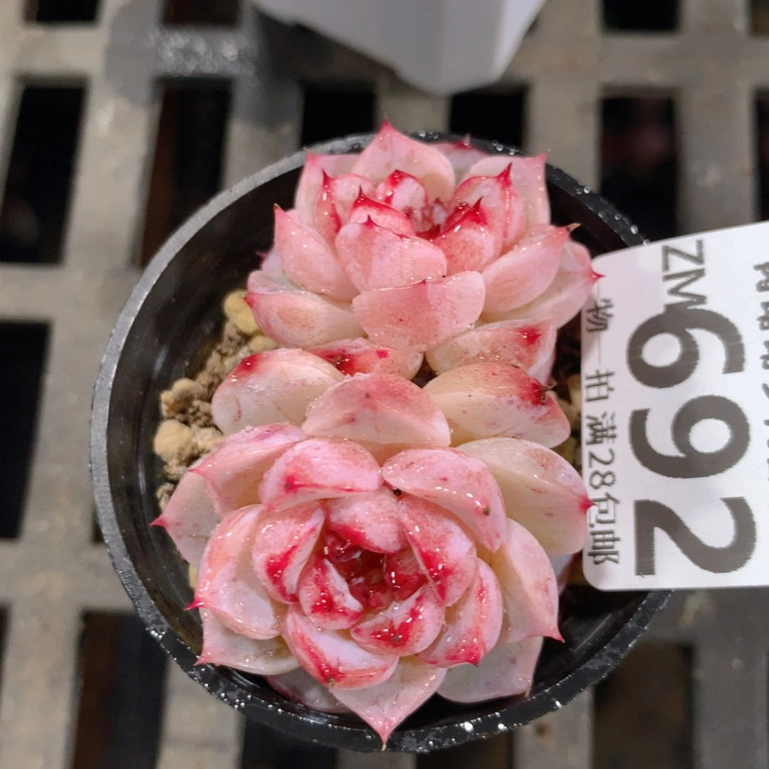 5CM拇指盆精控多肉ZM692