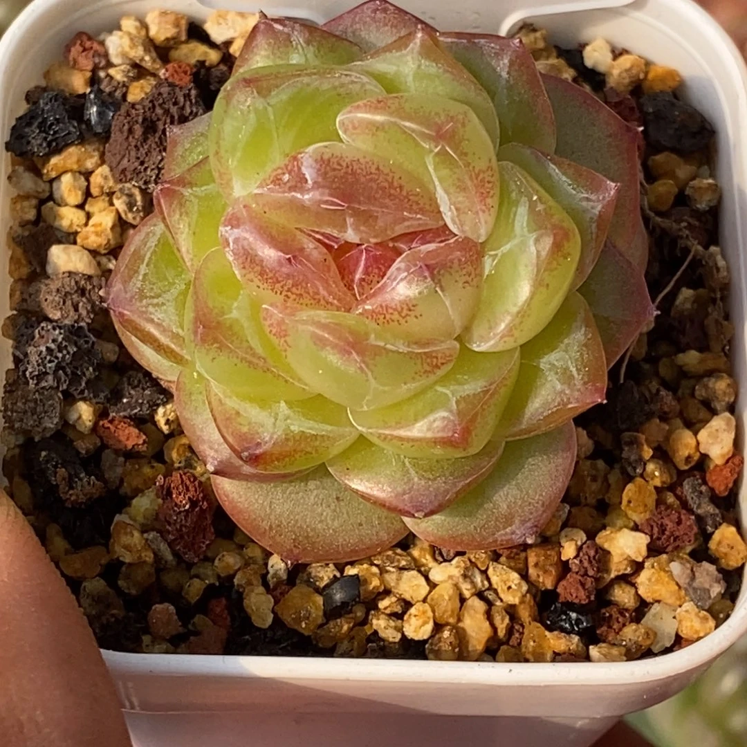 天官赐福百无禁忌